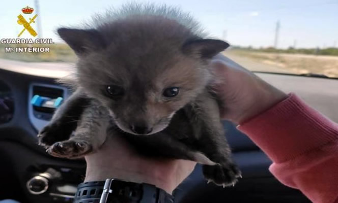 Alicante Police Arrest Vendor Selling Baby Fox Cub Online