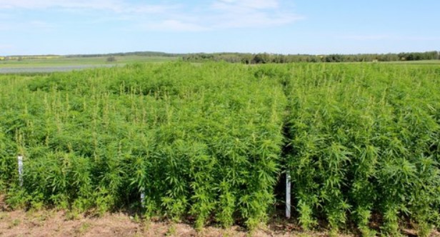 Cultivation Of Hemp In Spain Increases Eightfold Since 2016