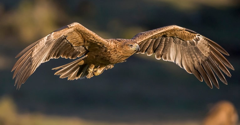 Andalucía Is Main Spanish Home Of Endangered Iberian Imperial Eagle Species