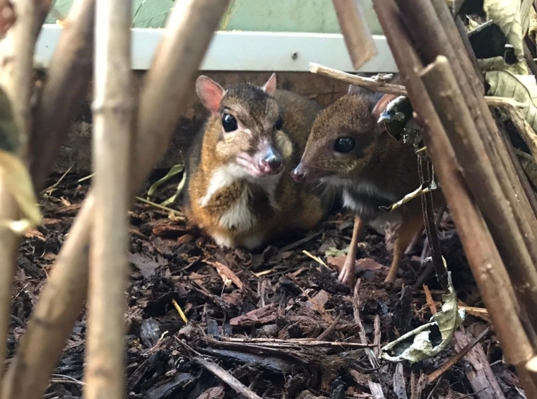 A TINY mouse deer as tall as a pencil was born at Bristol Zoo during lockdown