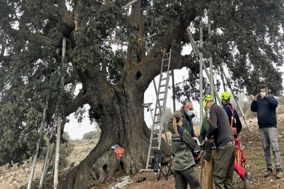 Botanical Experts Hired To Save 1000-Year-Old Oak Tree In Almería