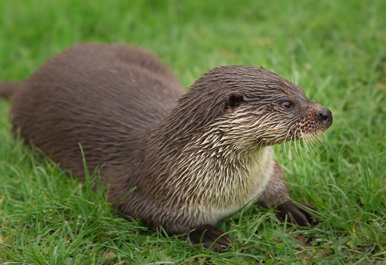 National Heritage Confirms Sighting Of Rare Otter In Riofrío Forest