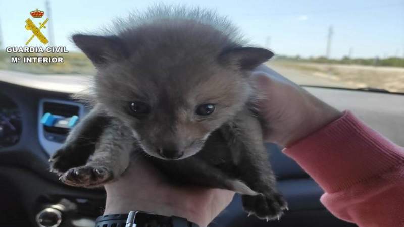 Alicante cops rescue fox cub for sale on the web for €550