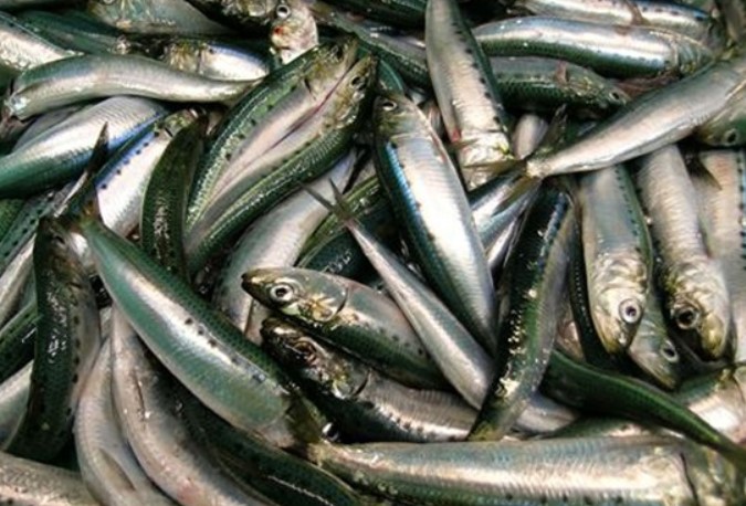 Spain And Portugal Propose New Sardine Fishing Management Plan To Brussels