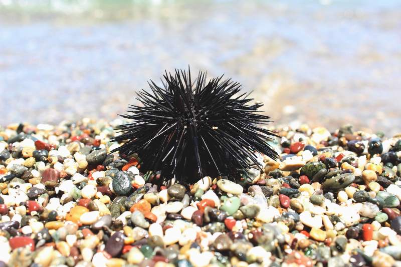 Over 100 Kilos of Illegally Caught Urchins Returned to the Sea in Mijas