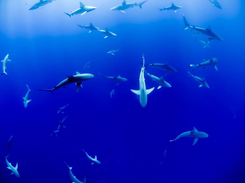 Spain Leads Europe's Shark Fishing Trade