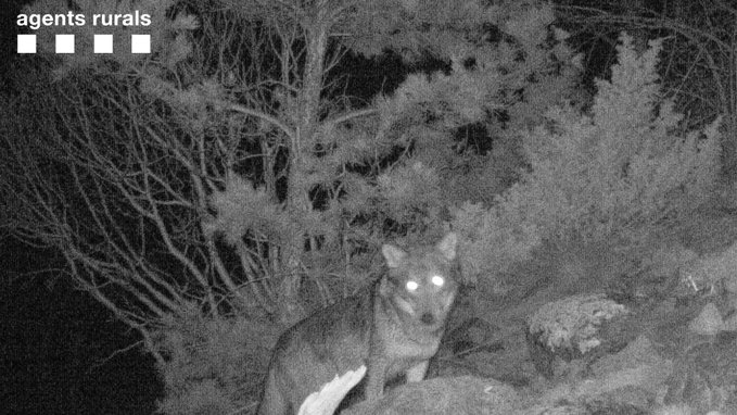 Wolf captured on hidden camera at national park in Spain - first sighting in 100 years