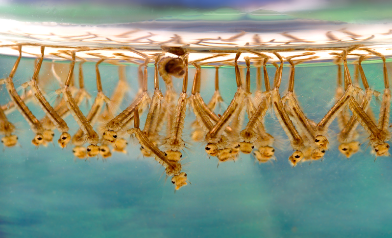 Mosquito larvae can grow in minute amounts of water