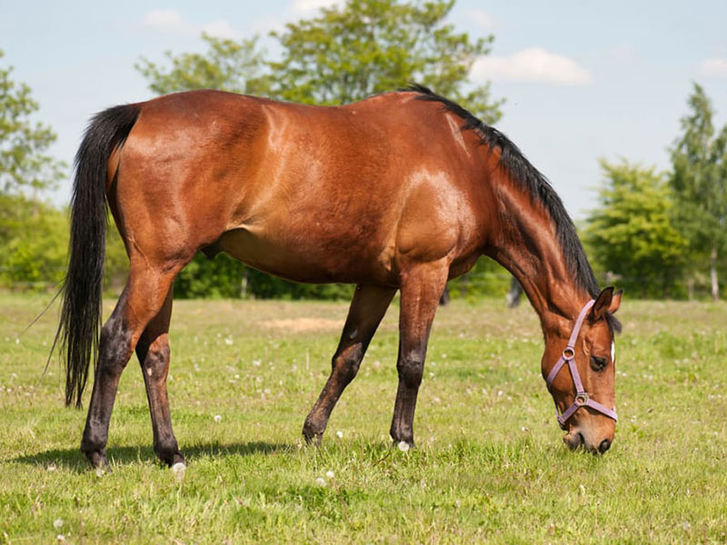 Horses and ponies victims of deliberate cruelty during the summer, says RSPCA