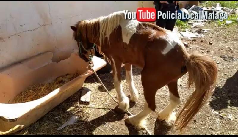 Local Police Save Pony from Animal Abandonment in Malaga
