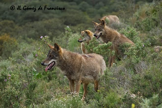 Andalucia and others rebel against ban on hunting wolves