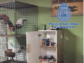 Almeria Man Arrested for Animal Abuse