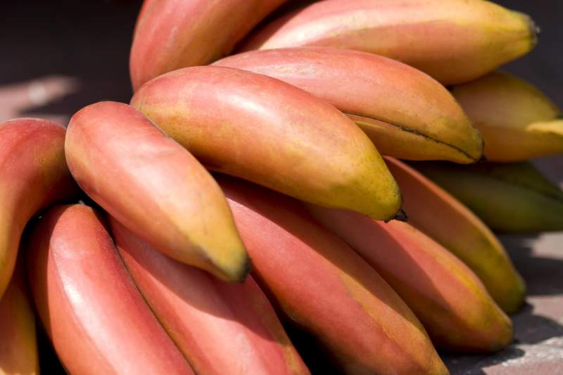 Raspberry Flavour Bananas Arrive On The Peninsula