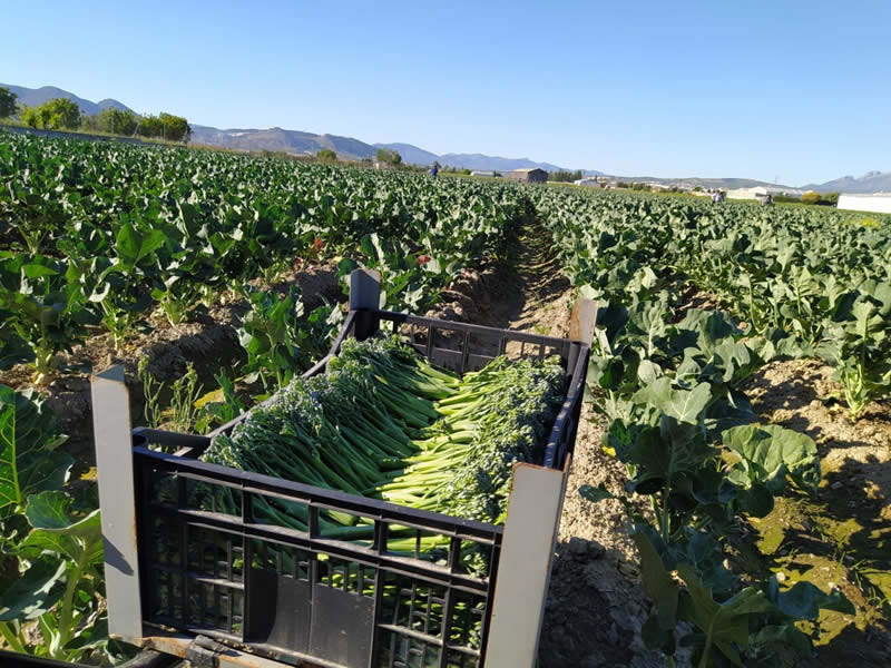 Farmers In Vegas del Genil Producing Alternative Crop To Tobacco