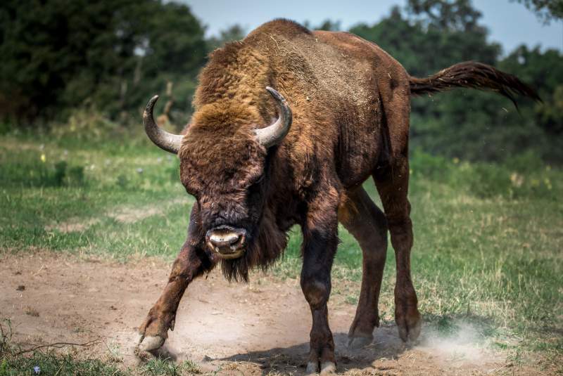 First Andalucian European Bison Is Born In The Sierra De Andújar