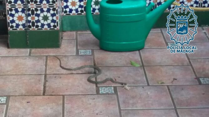 Horseshoe Snake Found In Malaga House