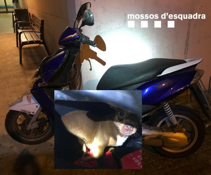 Dog left locked under moped seat outside medical centre in Spain