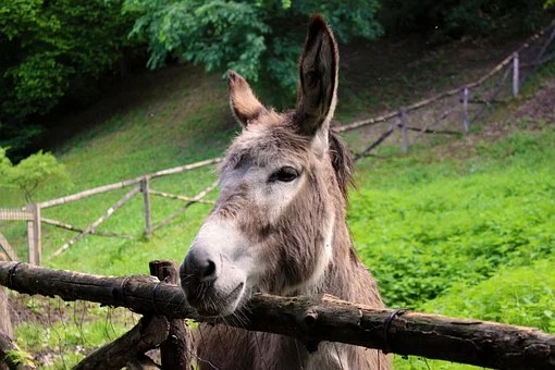 Escaped Mule Causes Six Car Pile Up in Spain