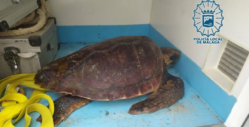 Stranded Loggerhead Turtle Rescued on Malaga's Cizaña Beach