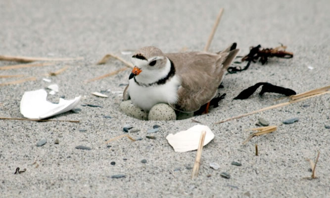 Dénia Beach Bars Unable To Open Due To Protected Birds Nesting Nearby