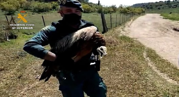 Sevilla Seprona Officers Rescue A Griffon Vulture In Morón de la Frontera