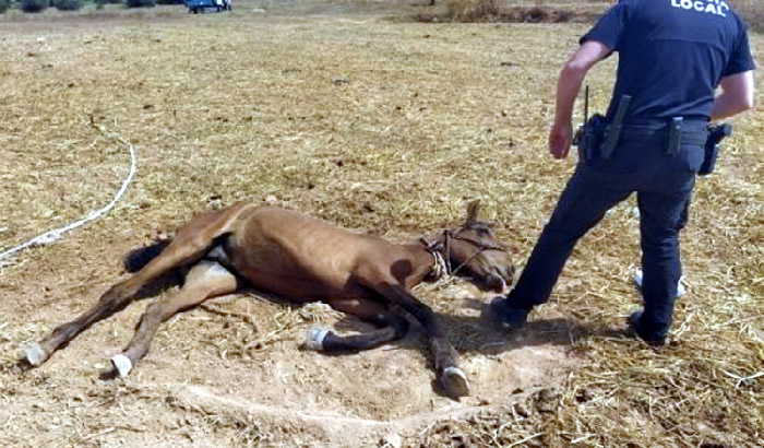 Sevilla Local Police Rescue Three Abandoned Horses In Coria Del Río