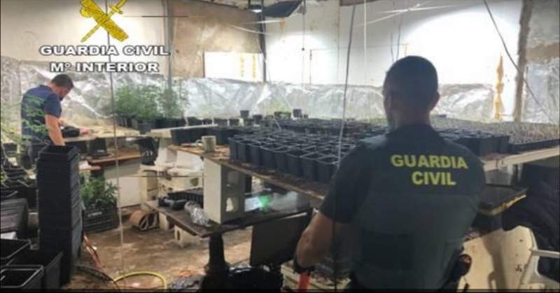 Guardia Civil Seizes More than 3,000 Marijuana Plants in Sevilla