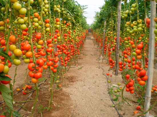 Almeria tomato-growers snubbed