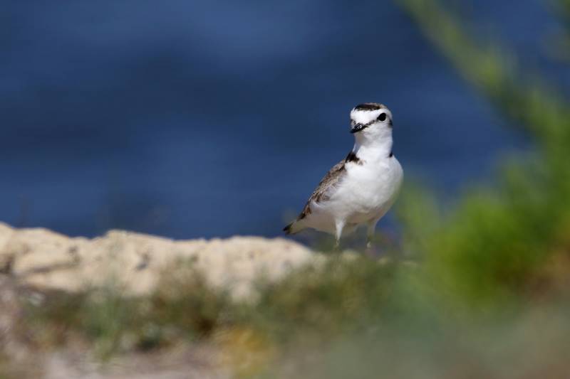 An adult Kentish plover
