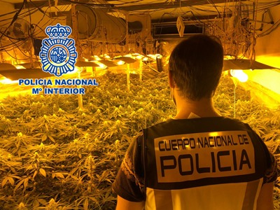Police raid main marihuana production centre in Sevilla