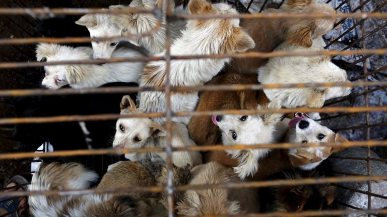 Activists Rescue 68 Dogs Minutes Away From Slaughter at China's Yulin Meat Festival