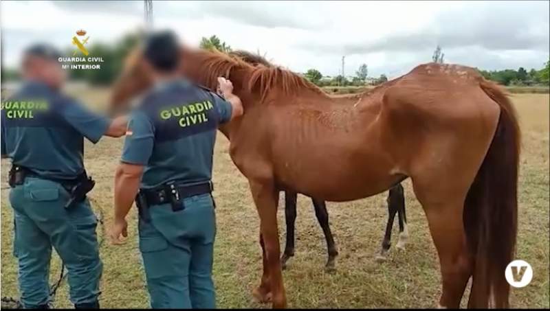 Owner of 15 Horses in Huelva Investigated for Animal Abuse