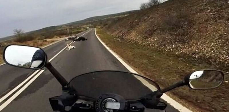 Sevilla Court Awards €32,000 Compensation To Moped Rider In Dog Accident