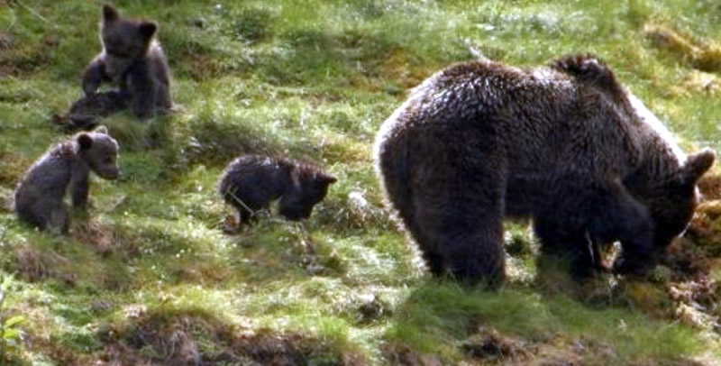 Woman In Asturias Attacked And Injured By A Bear