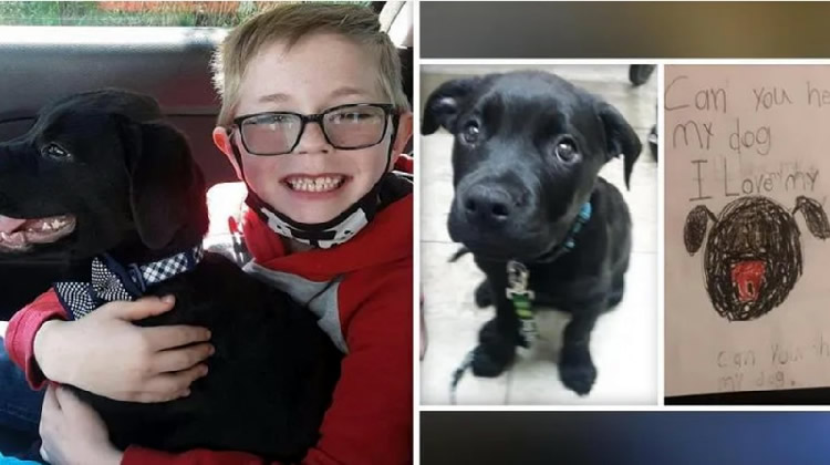 Eight-Year-Old Boy Sells Pokémon To Pay For His Sick Puppy's Treatment