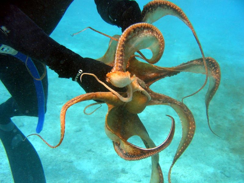 Balearic Government introduces new rules to protect shellfish and octopus