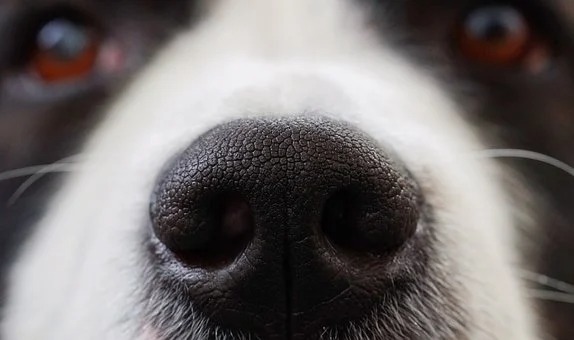 COVID-Sniffing Dogs Are Accurate But There Could Be Problems