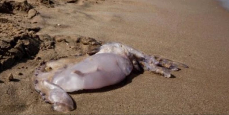 Andalucian Mobile App Warns Of Jellyfish On The Beach