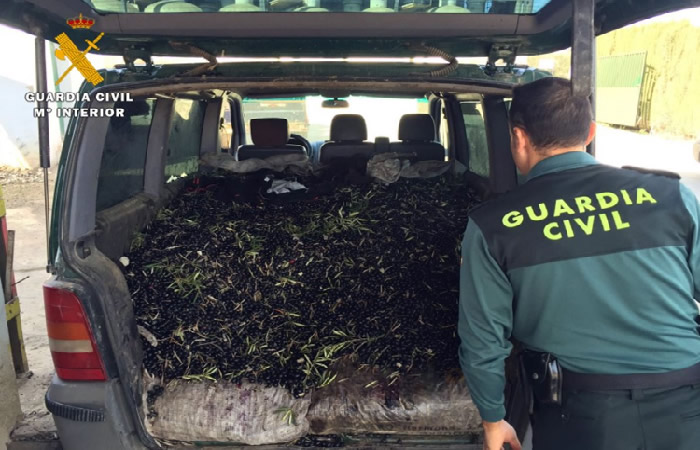Guardia Civil Seizes Nine Tone Of Olives In Adamuz, Cordoba