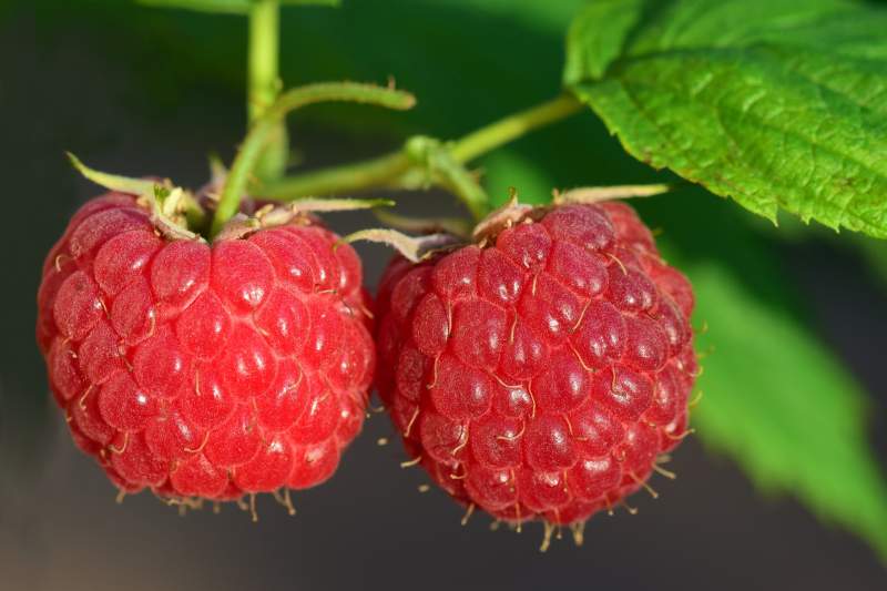 Compounds Found in Raspberries that Protect Against Colon Cancer