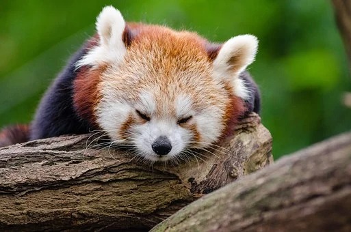 Malaga’s Selwo Aventura Receives Endangered Male Red Panda