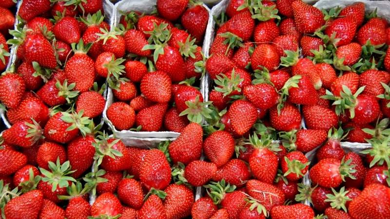 Almost 160 Irregular Workers Identified During Strawberry Campaign