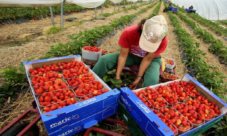 Morocco To Allow Strawberry Harvesters To Return From Huelva