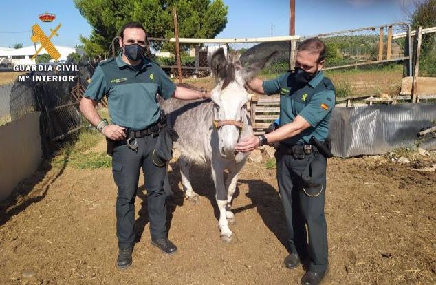 The Guardia Civil rescues a donkey from a fire in Spain