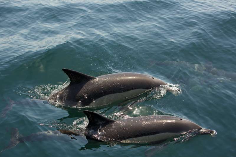 Common dolphins Bay of Gibraltar