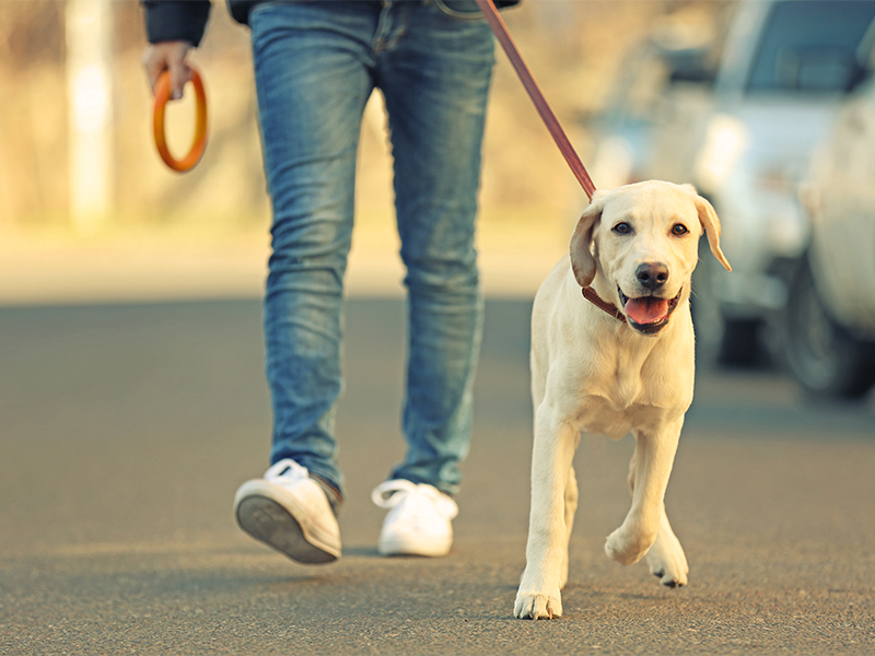 UK dog owners could face fines of up to £5,000 when walking their pet