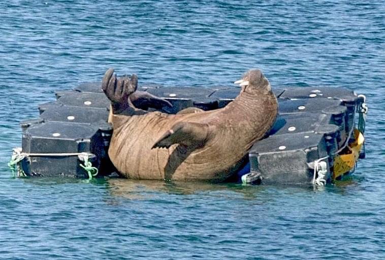 Tourists told to stay away from Wally the Walrus as he suffers in heatwave