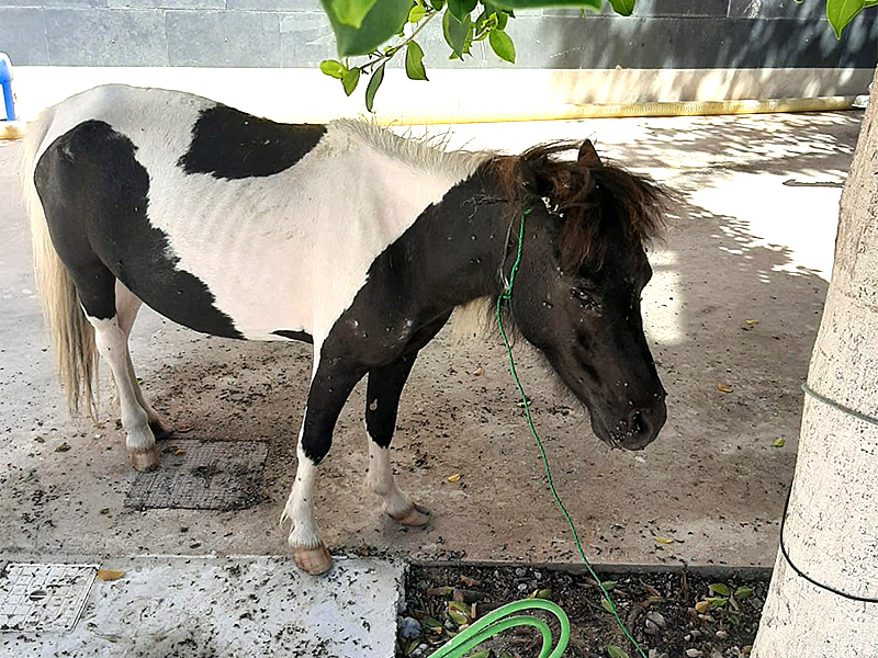Pony rescued