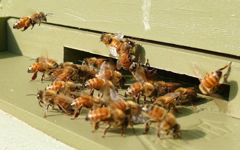 Beekeeping farm on roof of house in Camas, Sevilla dismantled by police