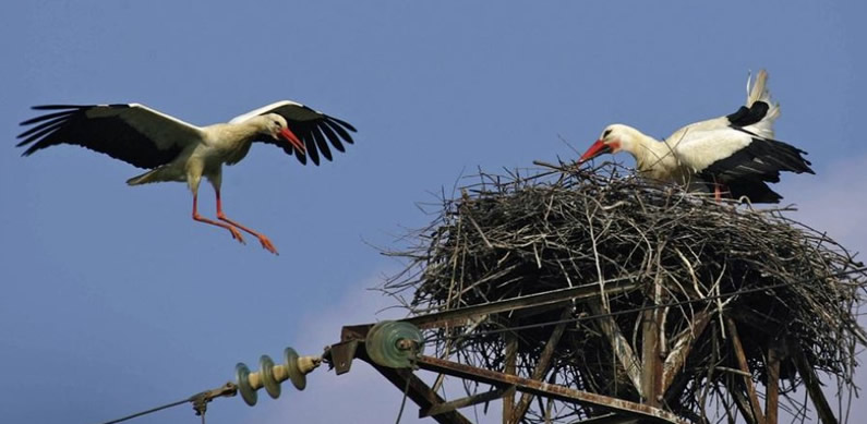 Jaen's most dangerous electricity pylon for bird deaths is demolished